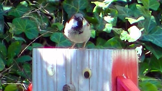IECV NV #800 - House Sparrows Eating Seed At The Feeder 4-4-2019