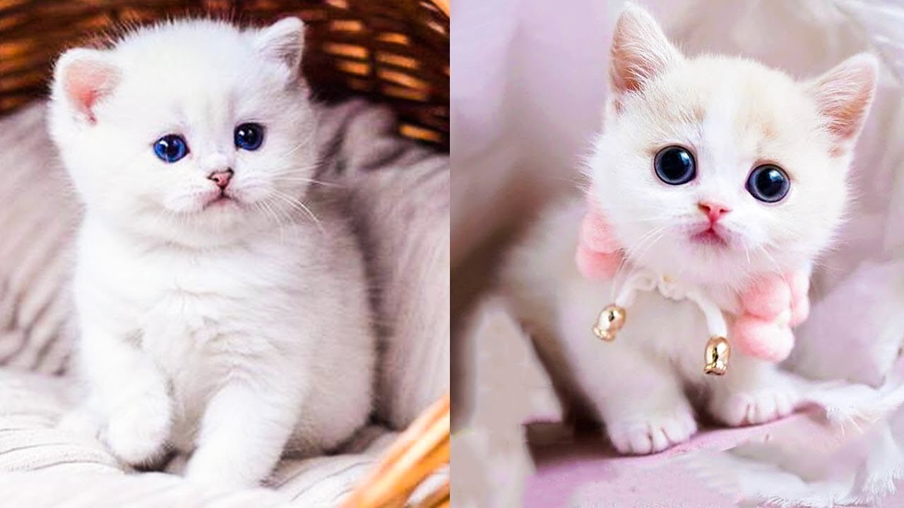 Baby Cats - Cute and Funny Cat Videos Compilation
