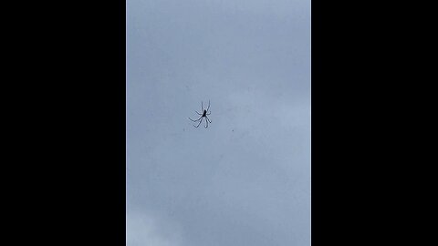 Spider?