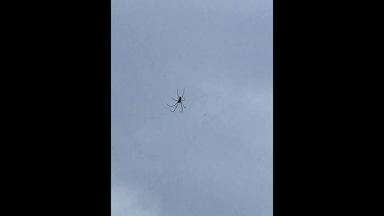 Spider?