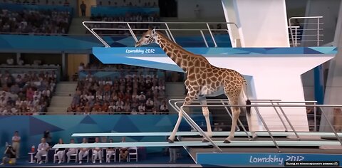 Which Animal Wins the Gold Medal_ _ Animal Olympics
