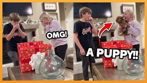 CHRISTMAS PUPPY SURPRISE COMPILATION 2024 !