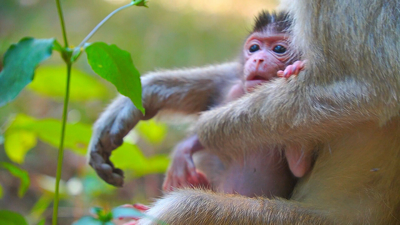 Newborn baby monkey ERICA Looks Really Wanna Go Out