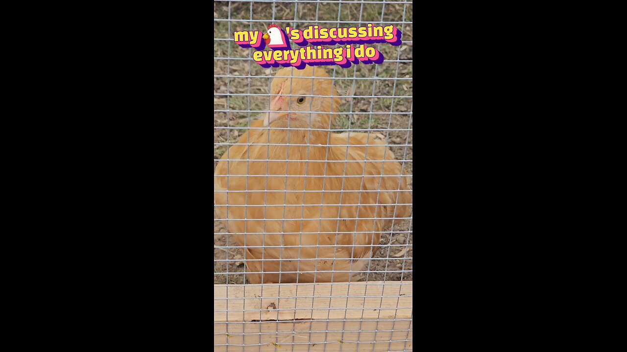 judgy hens
