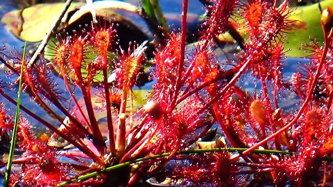Round-leaved sundew