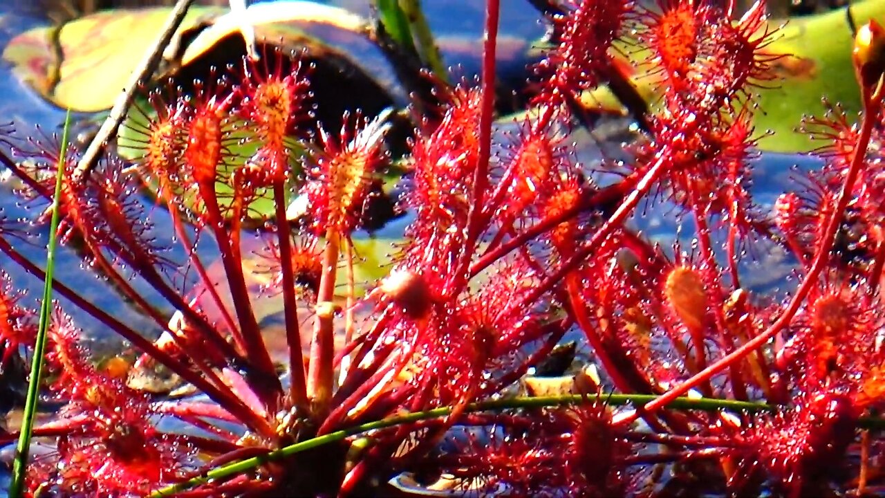 Round-leaved sundew
