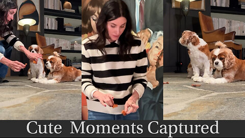 Courteney Cox's Adorable & Hilarious Moments with Her Dogs | Cute Companions & Funny Bloopers!