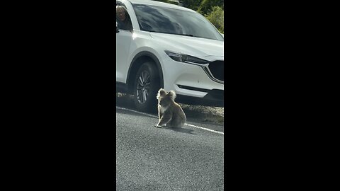 Koala 🐨 on the road