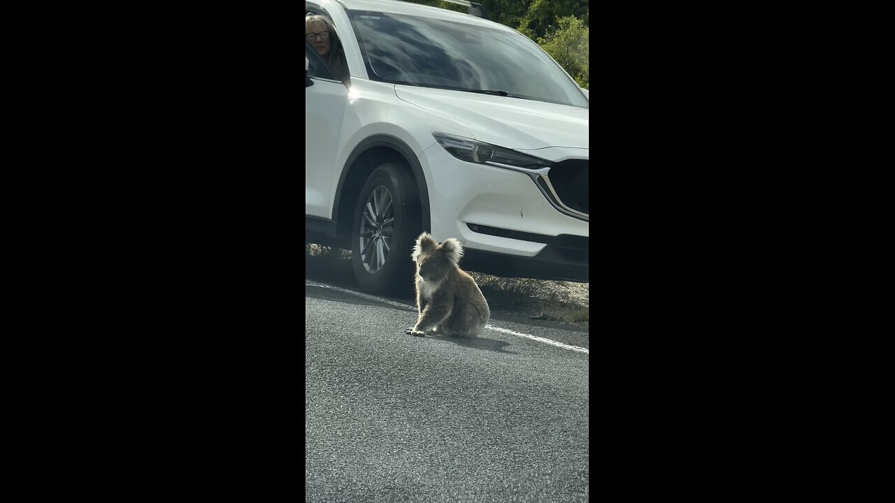 Koala 🐨 on the road