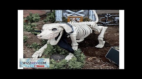 Beagle Bonez Dog Skeleton Creepy Decoration Review