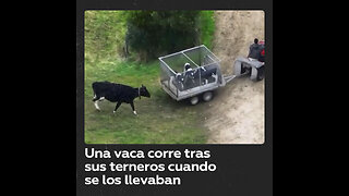 🐮💔Vaca corre tras sus terneros cuando se los llevaban a otra granja