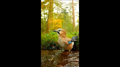 Bathtime - #nature #wildlife #cute #birds #travel #animals #birdlovers #soundsofnature #cuteanimals