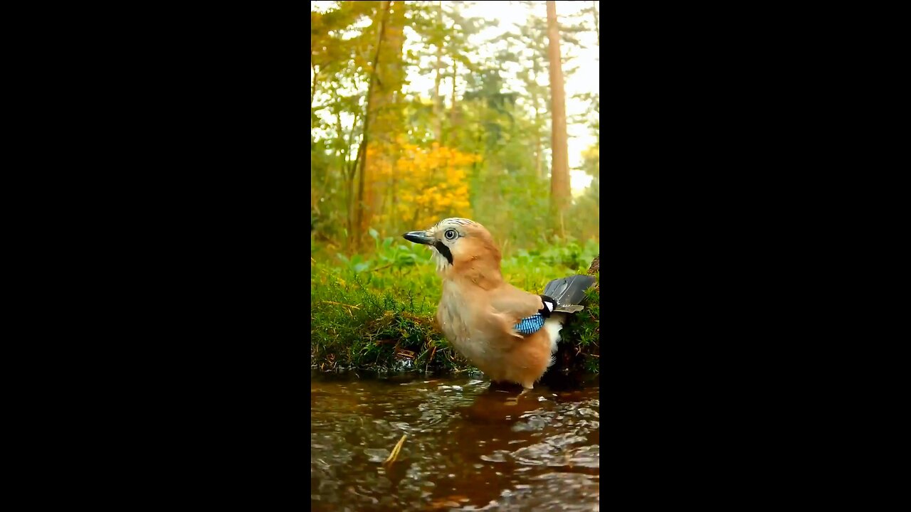 Bathtime - #nature #wildlife #cute #birds #travel #animals #birdlovers #soundsofnature #cuteanimals