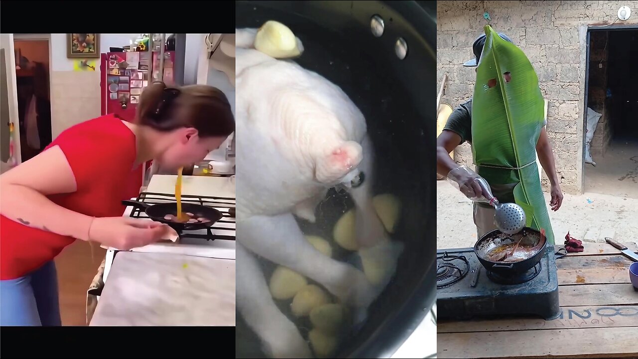 Hilarious cat Antics Compilation Funny Cat Fails