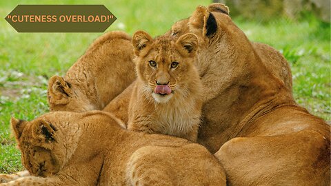 "Lion Cubs Playtime; cute animal baby
