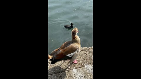 Two Egyptian Goose 🪿 and one coot #egyptiangoose #coot #followme #shorts #trending #viral