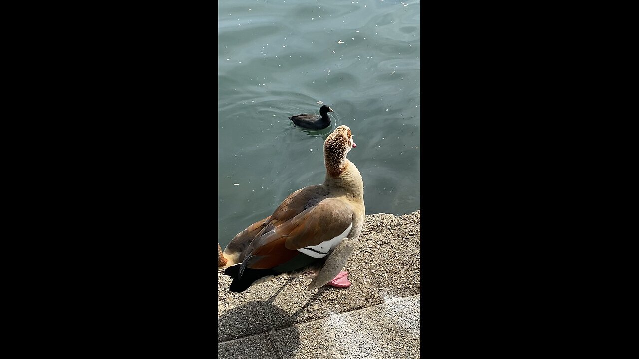 Two Egyptian Goose 🪿 and one coot #egyptiangoose #coot #followme #shorts #trending #viral