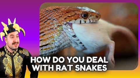 How Do You Deal With A Rat Snake ? Chill Stream