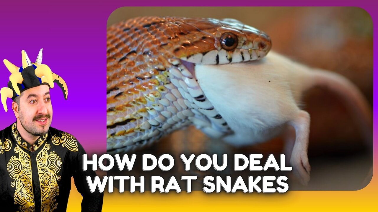 How Do You Deal With A Rat Snake ? Chill Stream