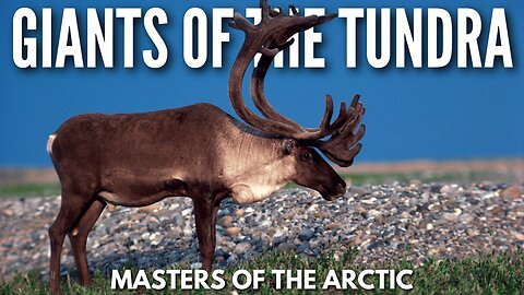 Giants of the Tundra and Masters of the Arctic: Meet the Caribou