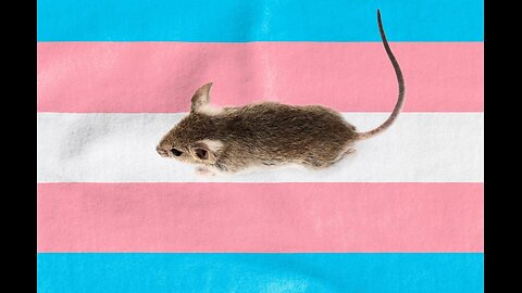 TRUMP AND TRANS MICE CLAIMS!