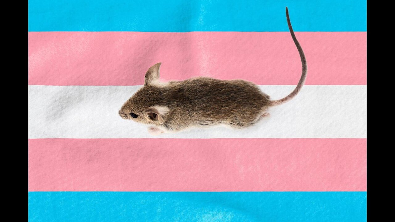 TRUMP AND TRANS MICE CLAIMS!