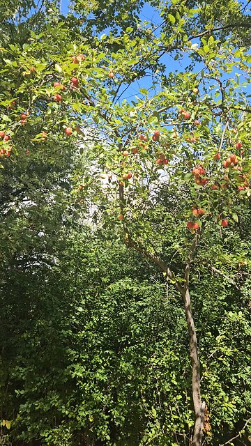 Are These Wild Apples, or What?