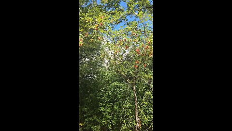Are These Wild Apples, or What?