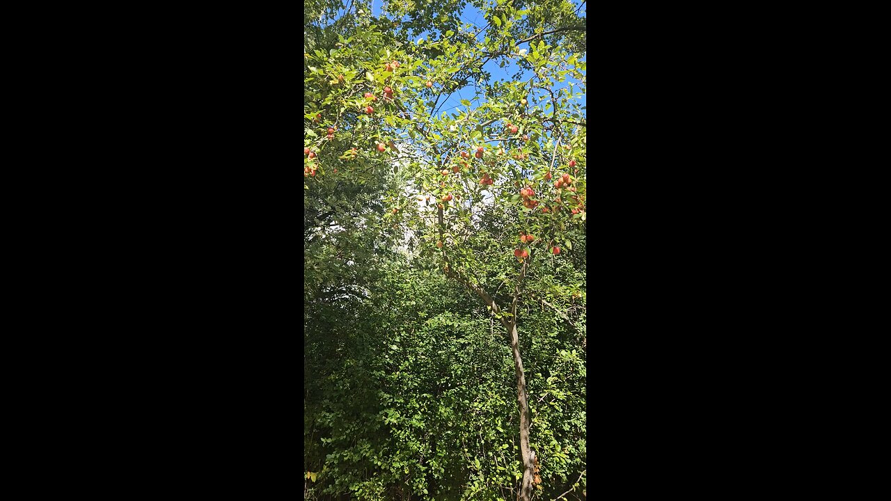 Are These Wild Apples, or What?