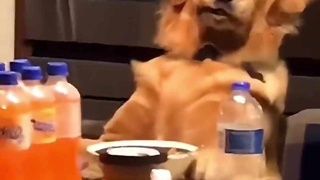 “Stop! You’re Under Arrest 😂 | Funny Dogs vs Cats”