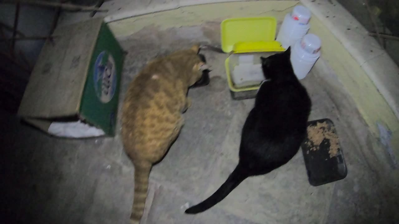 Homeless cat in Ras Al Khaimah UAE: CHRIS MARTIN & RIHANNA & JANET JACKSON #cat #cats #pet #pets #4u