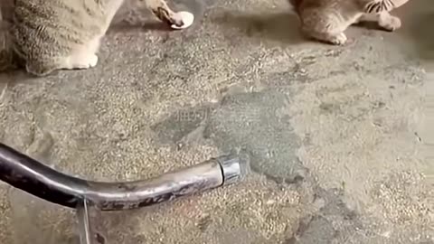 cute Kittens imitates mother cat