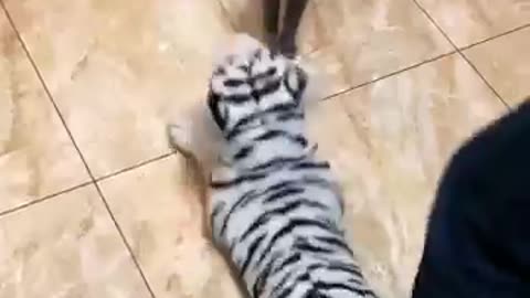 Funny cats 🐈