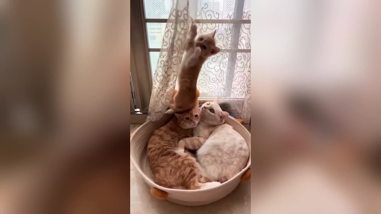 You Laugh You Lose😜Funniest Dogs and Cats 🐶😼