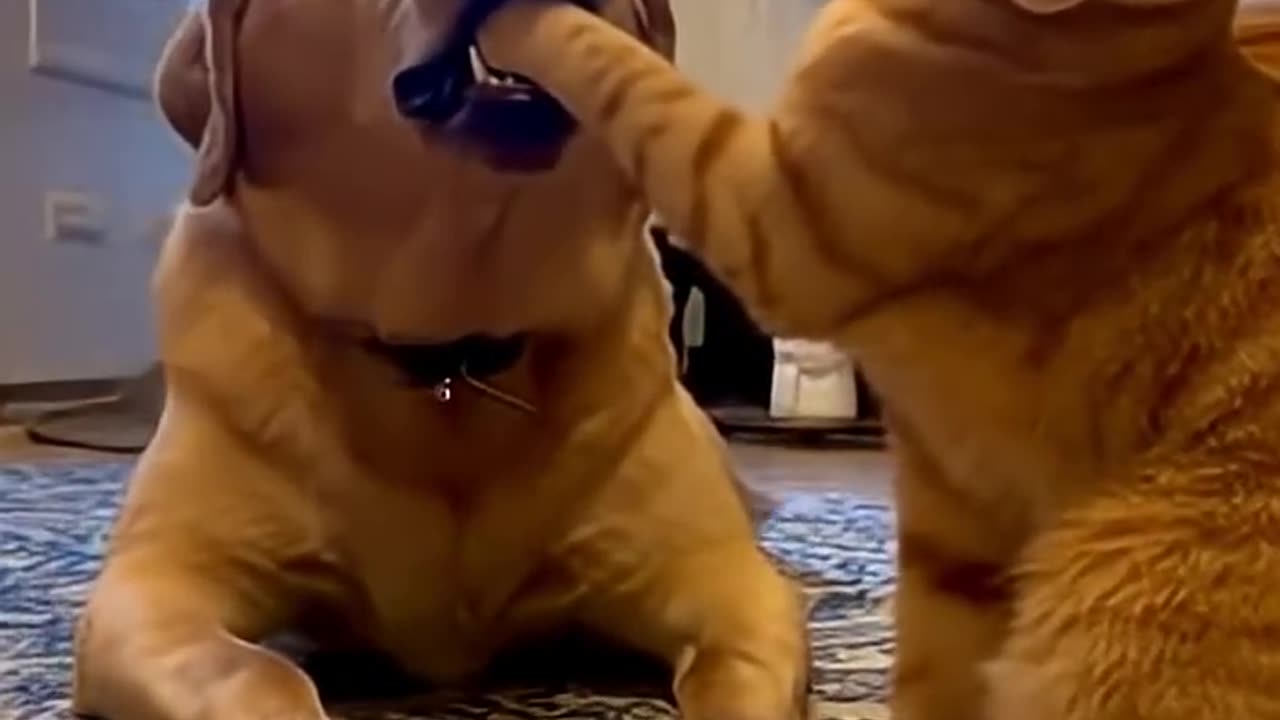 How dare you : )؟ funny video dog&cat :)