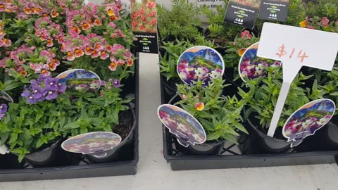 Whats Available at the market 26/10/2025