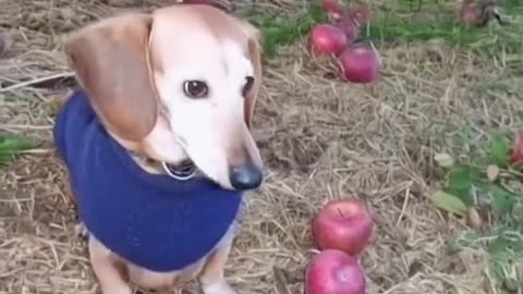 dog eat apple🤣