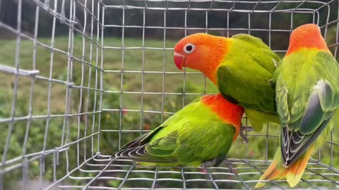 Opeline lovebirds