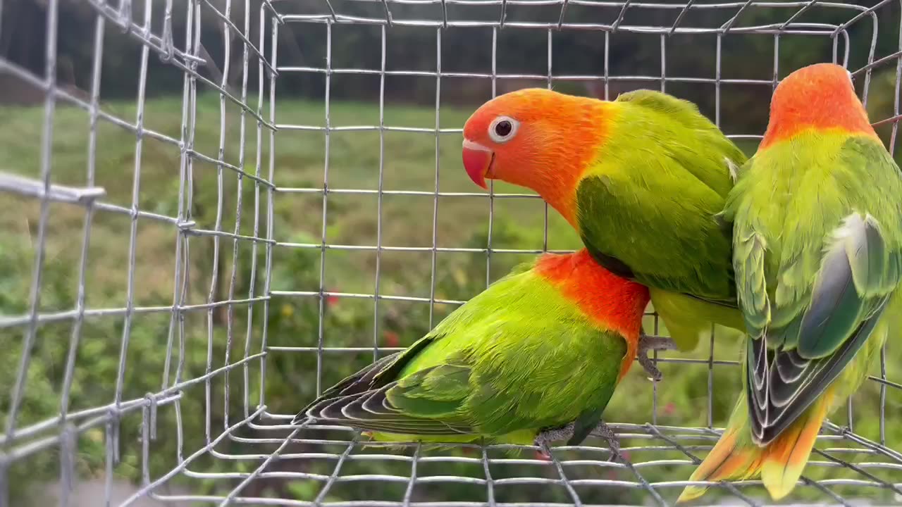 Opeline lovebirds