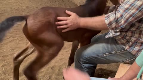 Spicy Foal Tries To High Five With Back Hooves