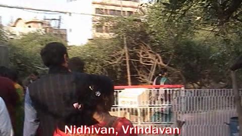 Nidhivana Vrindavan | The Mystical Evening Garden of Lord Krishna