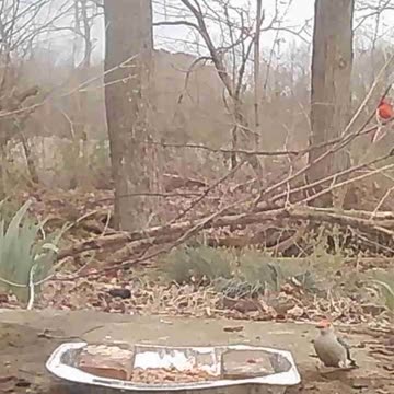 EA S120 - Birds Eat First