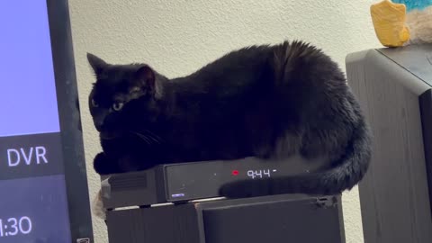 Cute Precious Piper Gets Comfortable on Her Heated Tuffet - My Adopted Shelter Cat Vlog