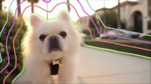 Fluff God: Frenchie Flex