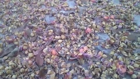 Lots of leaves, flowers and seeds give a special touch to the ground [Nature & Animals]