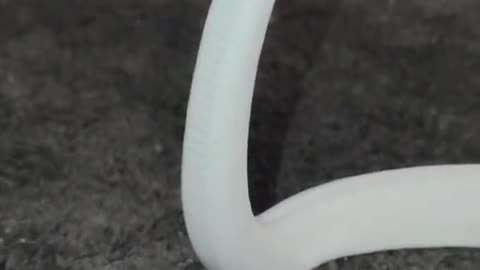 Silly Snake In A Tiny Cowboy Hat