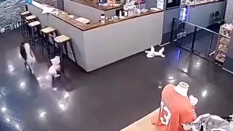 Dog Bar Attack