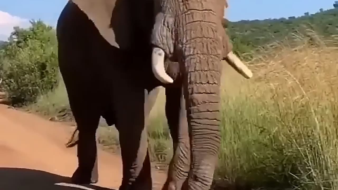 Amazing elephant