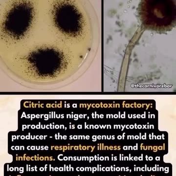 Pfizer pioneered 'citric acid' made from toxic black mold