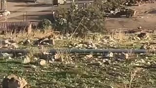 A wide-scale operation by the IDF and security forces started overnight in several arab towns